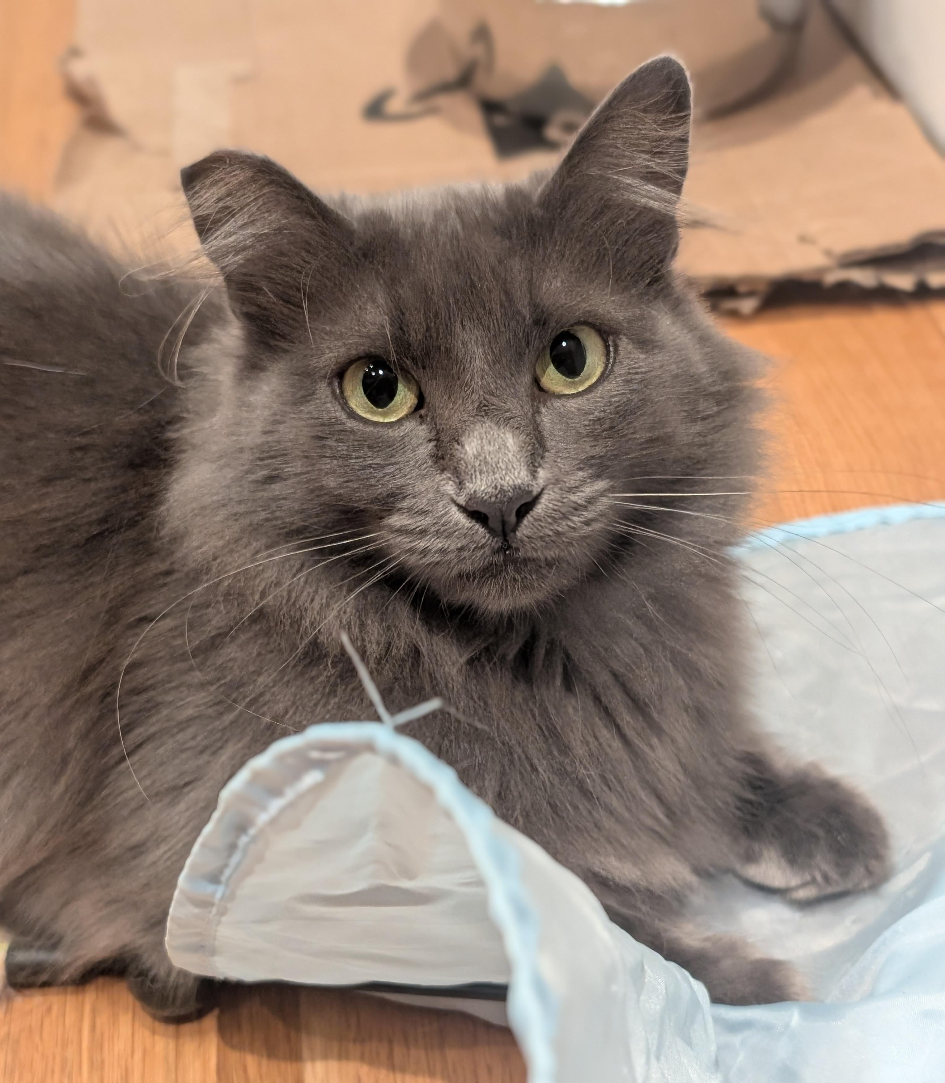 Fifi, a Adoptable Domestic Long Hair in Sherman Oaks, CA image 5/6