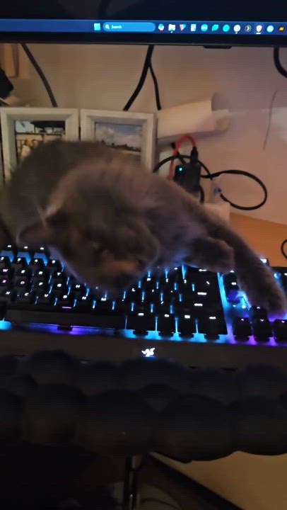 Enlarge Fifi, a Adoptable Domestic Long Hair in Sherman Oaks, CA video 6/6