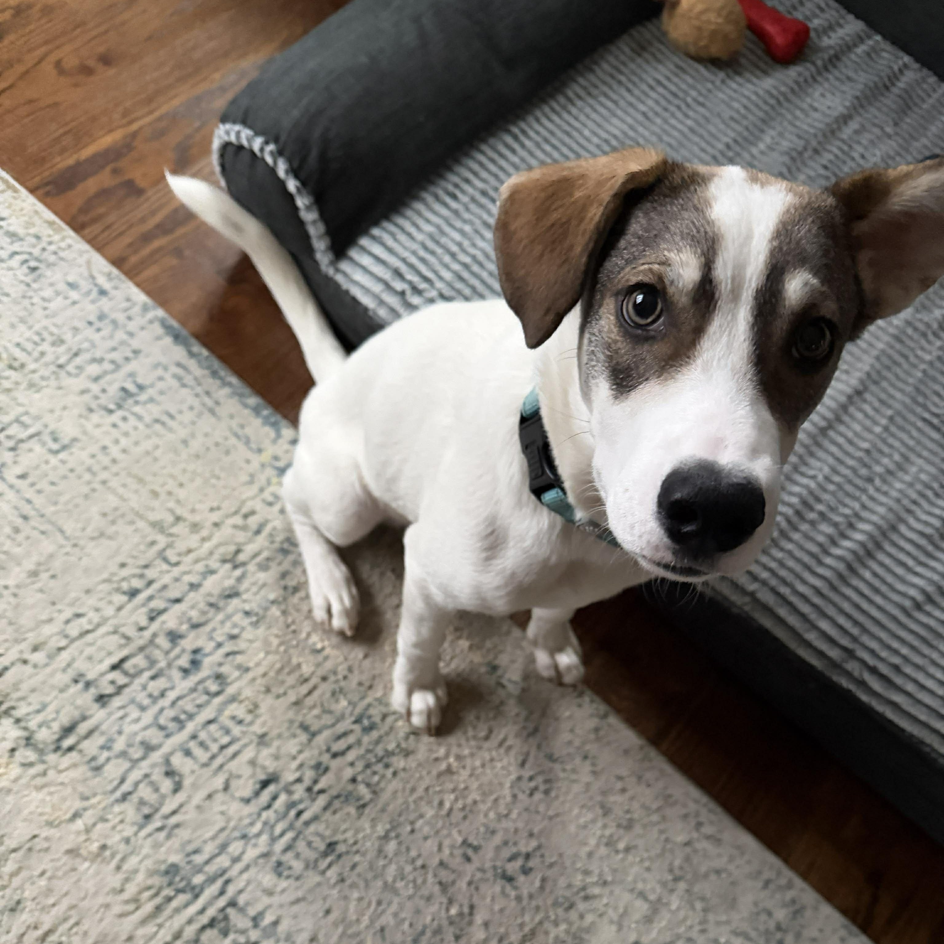 Draco, a Adoptable mixed breed in Boylston, MA image 3/5