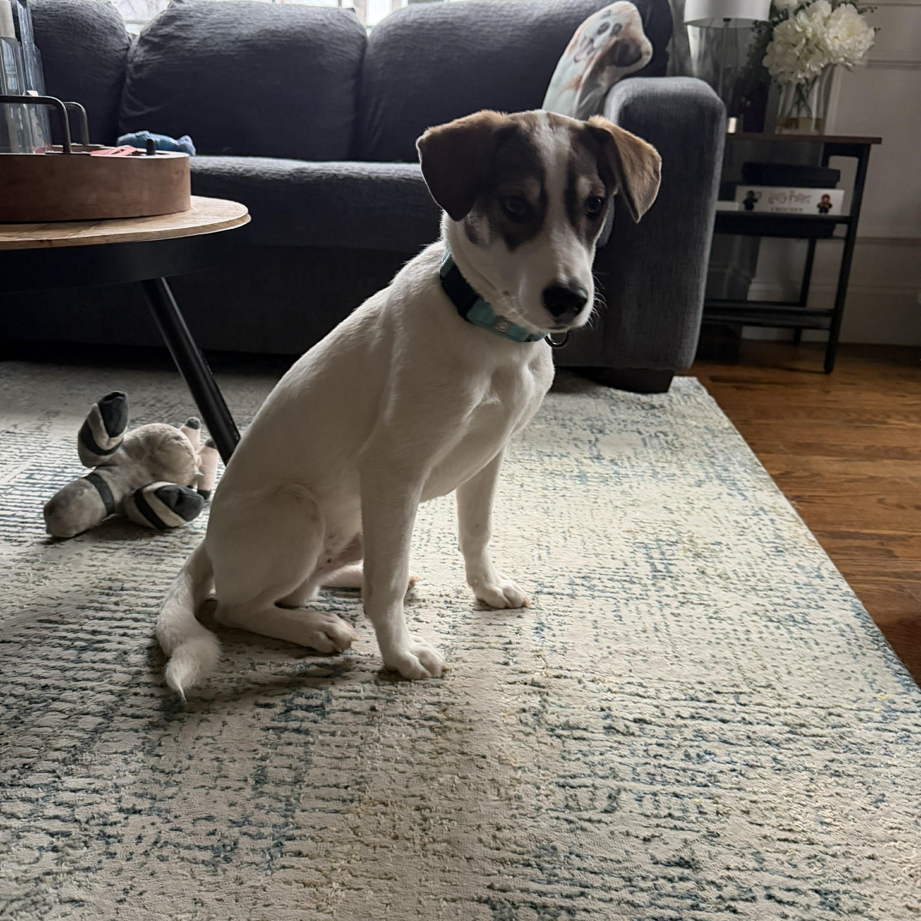 Draco, a Adoptable mixed breed in Boylston, MA image 5/5