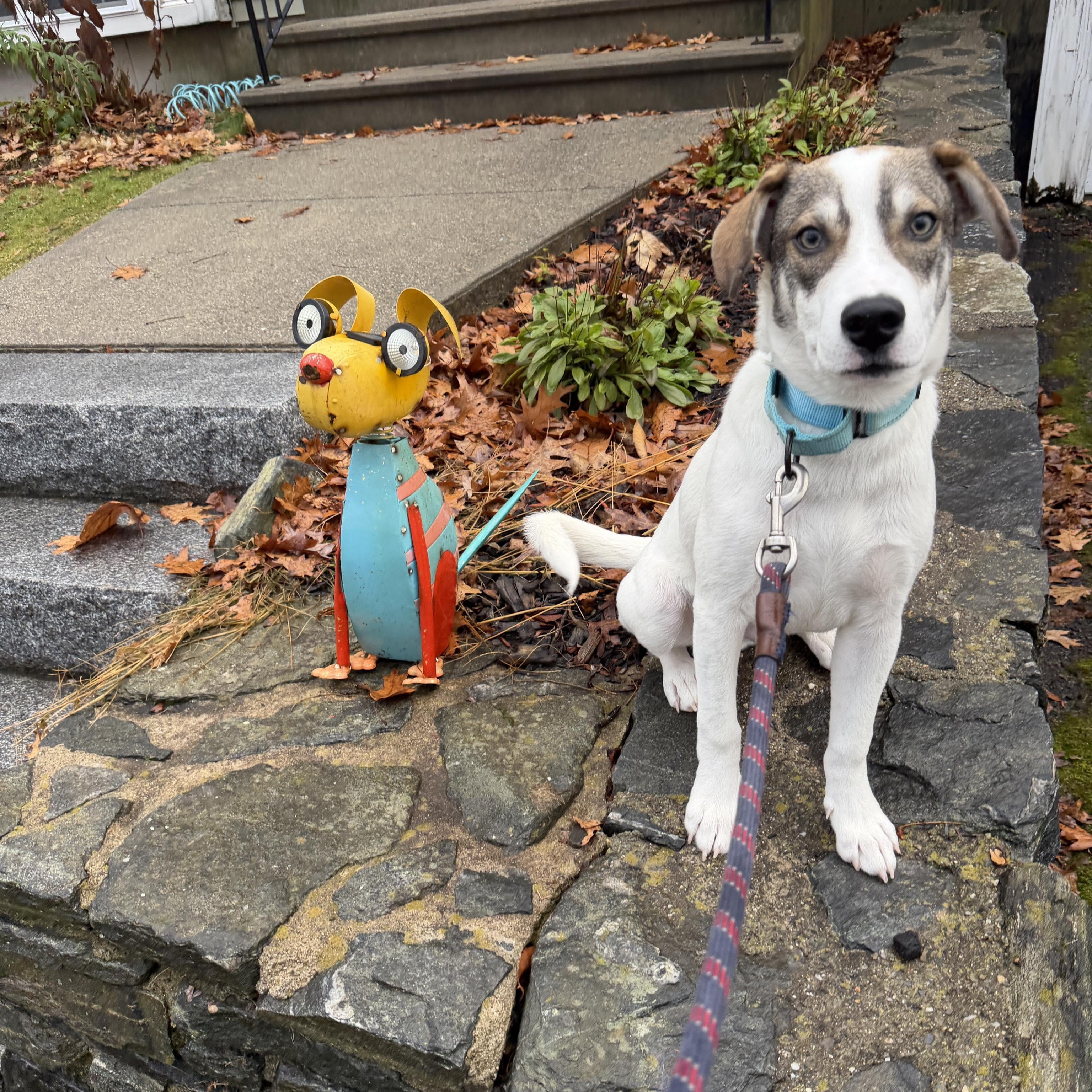Draco, a Adoptable mixed breed in Boylston, MA image 1/5