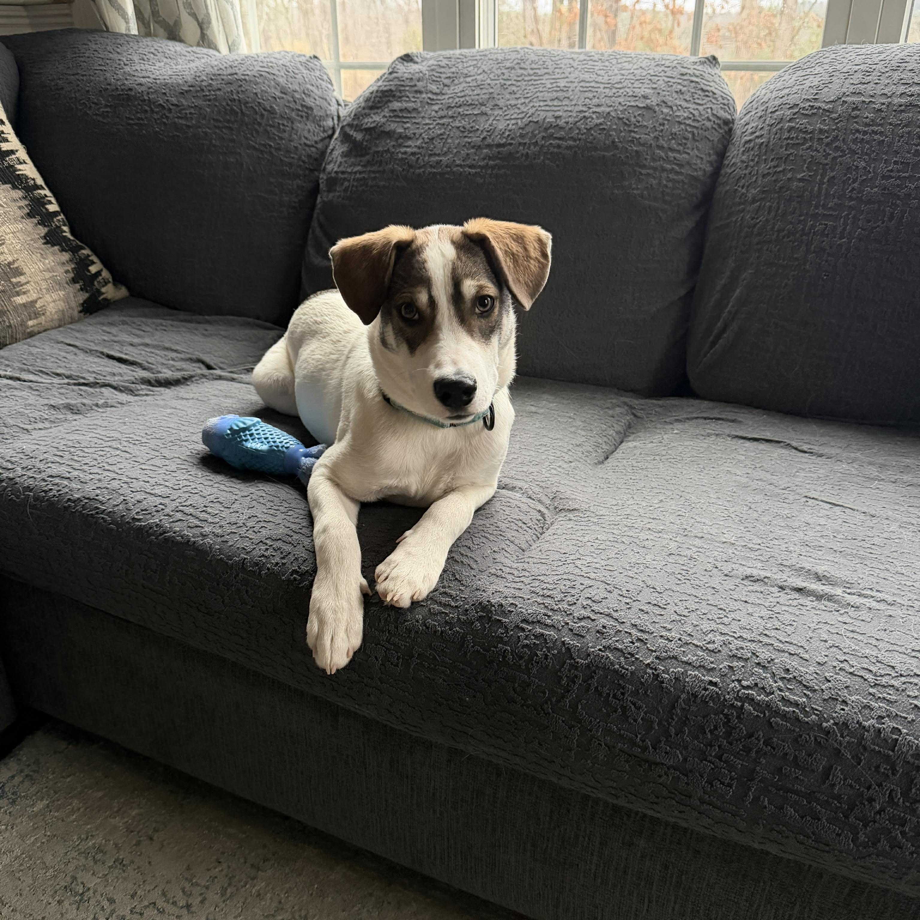 Draco, a Adoptable mixed breed in Boylston, MA image 4/5