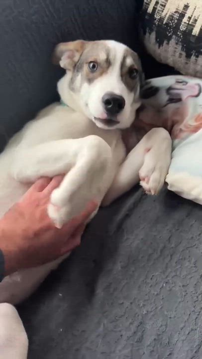 Enlarge Draco, a Adoptable mixed breed in Boylston, MA video 2/5