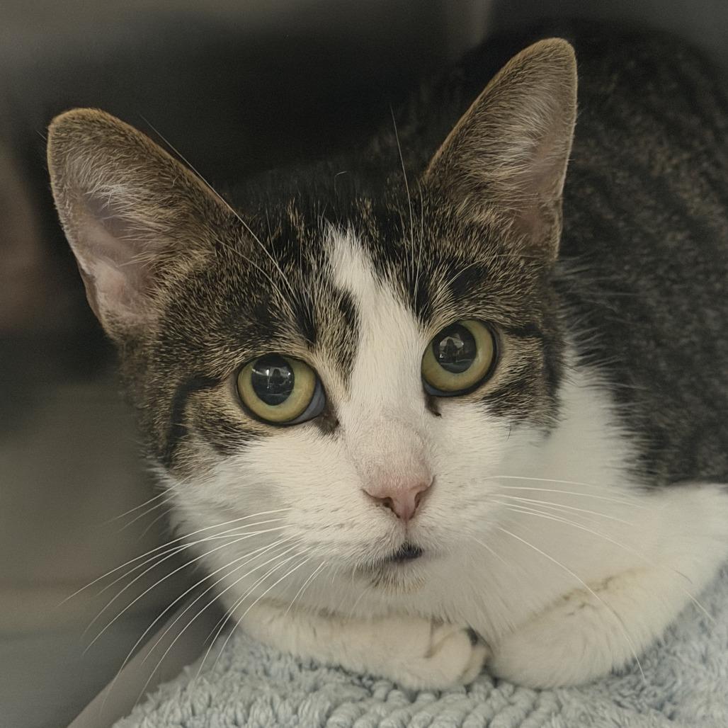 Enlarge Mira, a Adoptable Domestic Short Hair in Marion, VA image 1/1