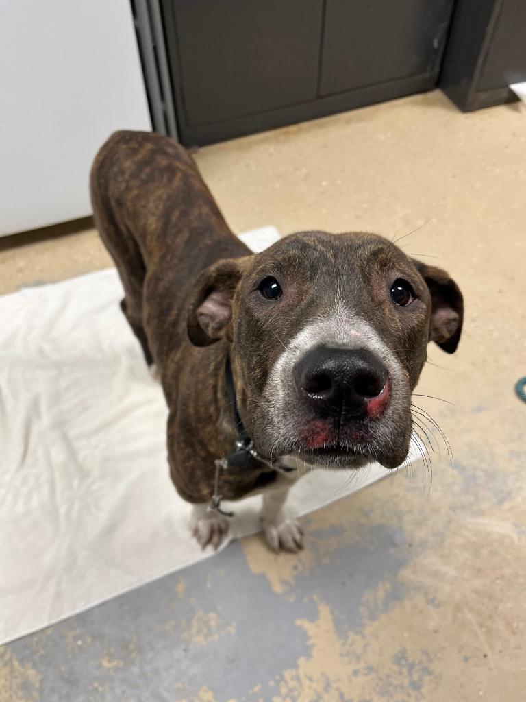 Enlarge Yoshi, a Adoptable mixed breed in Troy, OH image 1/1