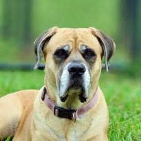 Enlarge Bailey 2, a Adoptable mixed breed in Lebanon, TN image 1/6