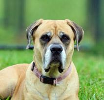 Enlarge Bailey 2, a ADOPTABLE mixed breed in Lebanon, TN image 1/6