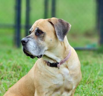 Enlarge Bailey 2, a ADOPTABLE mixed breed in Lebanon, TN image 3/6