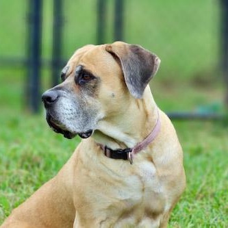 Enlarge Bailey 2, a Adoptable mixed breed in Lebanon, TN image 3/6