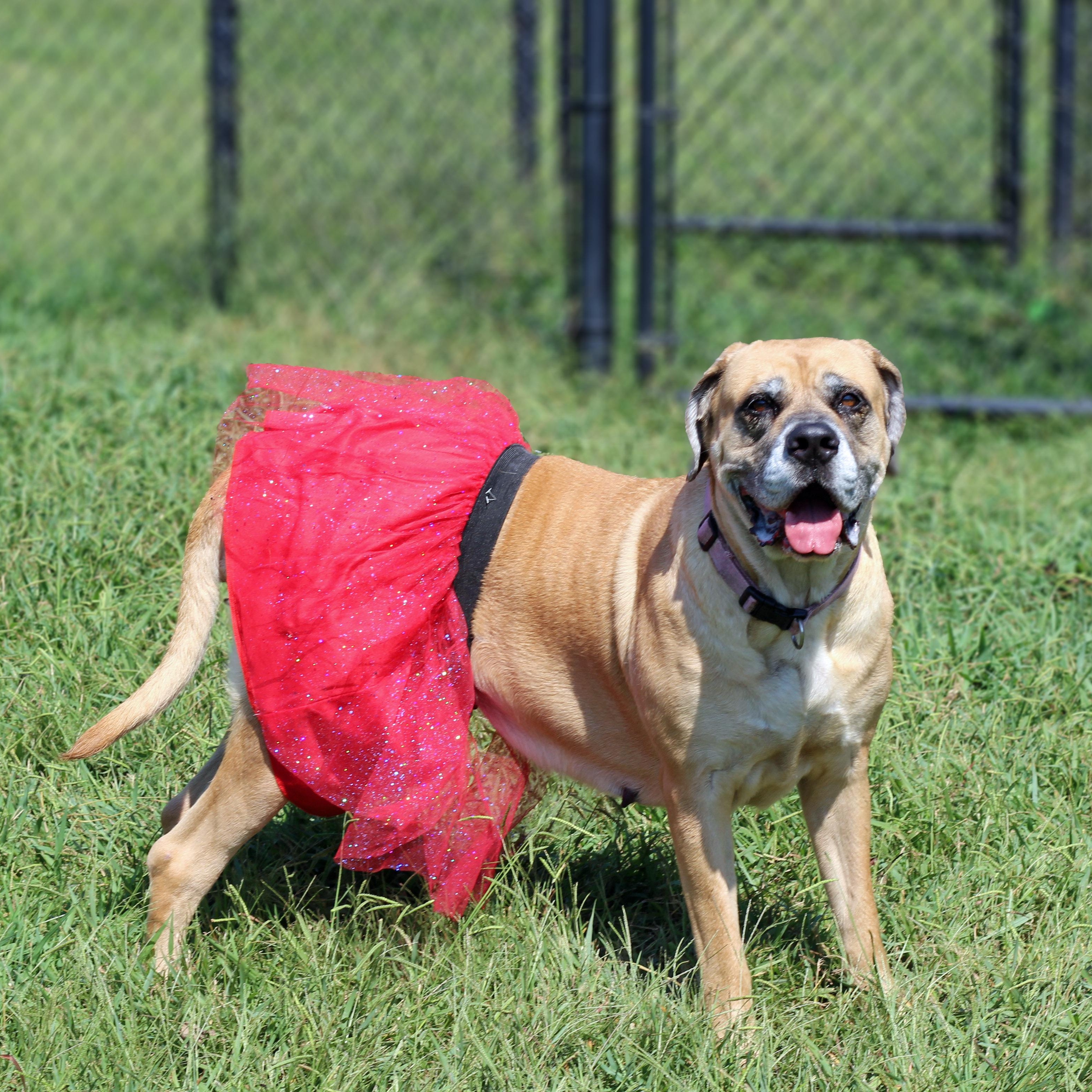 Enlarge Bailey 2, a Adoptable mixed breed in Lebanon, TN image 2/6