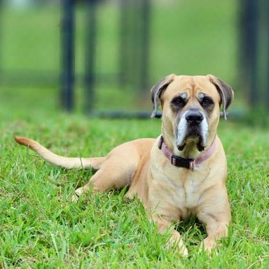 Enlarge Bailey 2, a ADOPTABLE mixed breed in Lebanon, TN image 4/6