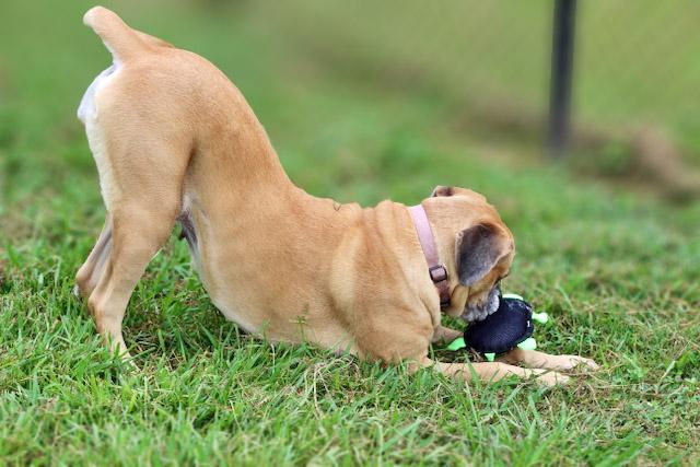 Enlarge Bailey 2, a ADOPTABLE mixed breed in Lebanon, TN image 5/6