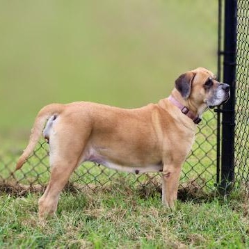Enlarge Bailey 2, a ADOPTABLE mixed breed in Lebanon, TN image 2/6