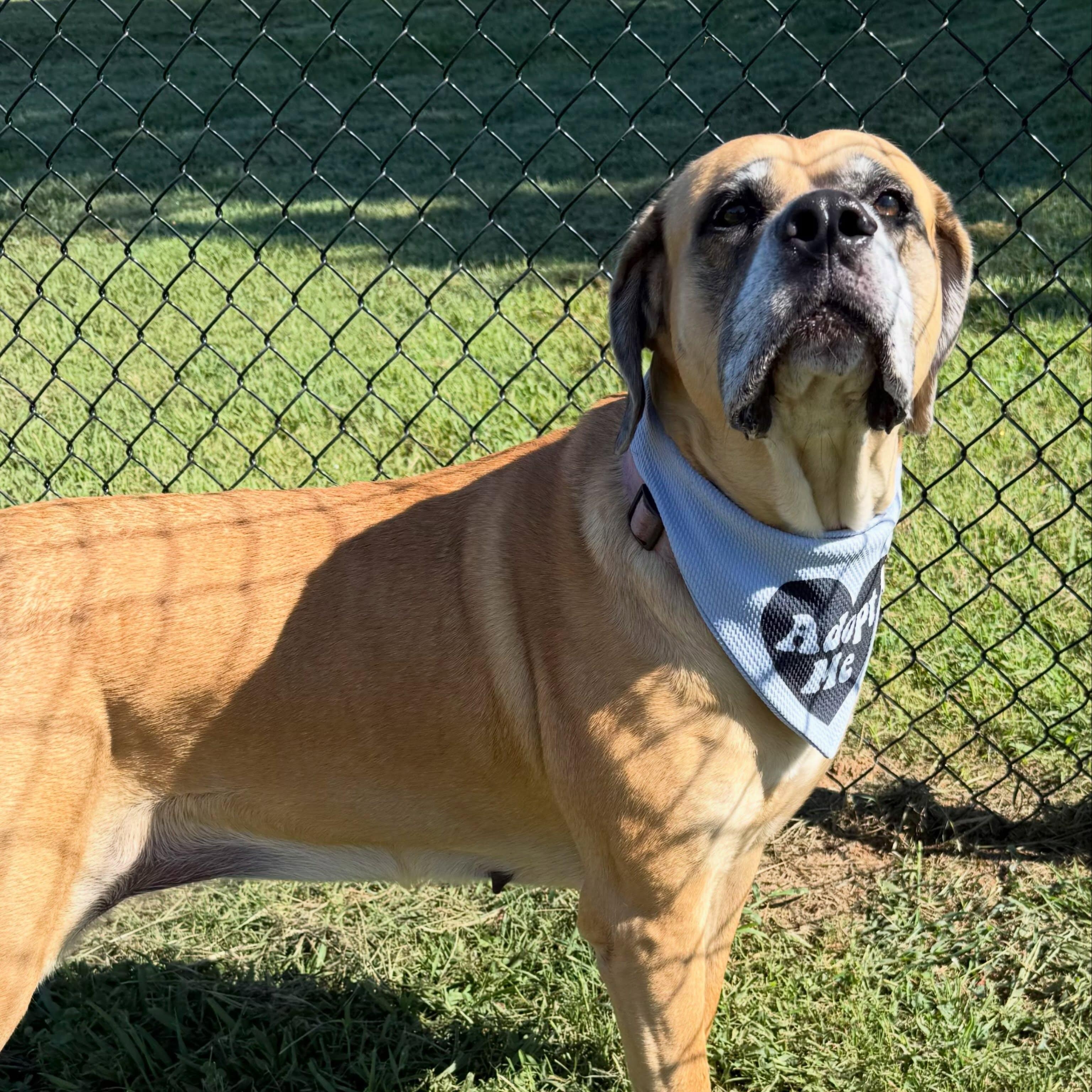 Enlarge Bailey 2, a ADOPTABLE mixed breed in Lebanon, TN image 6/6