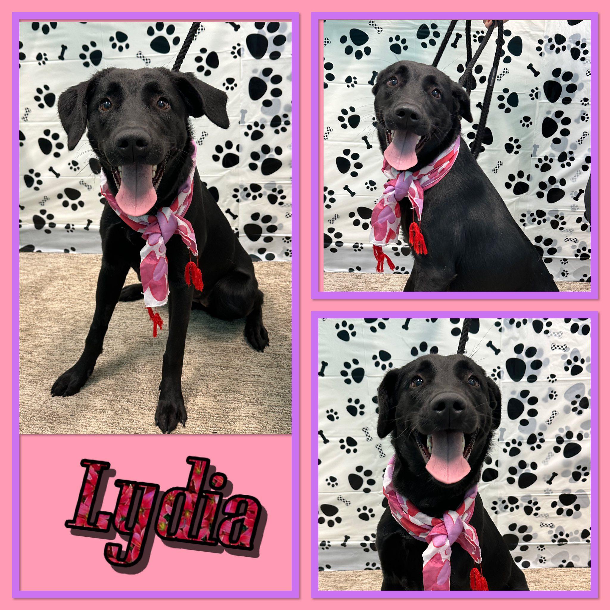 Enlarge Lydia, an adopted mixed breed in Seagoville, TX image 1/1