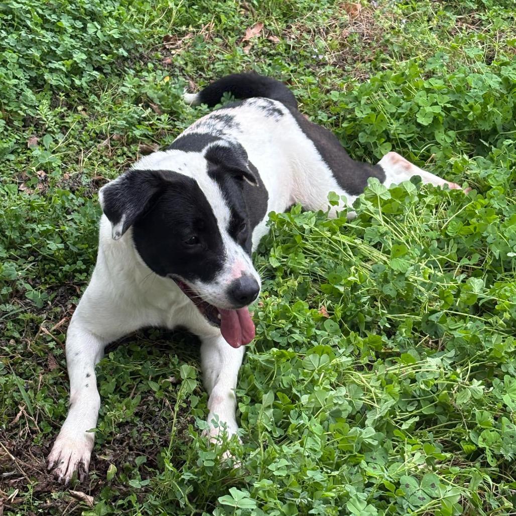 Enlarge Gia D46087, a Adoptable mixed breed in Corsicana, TX image 1/3