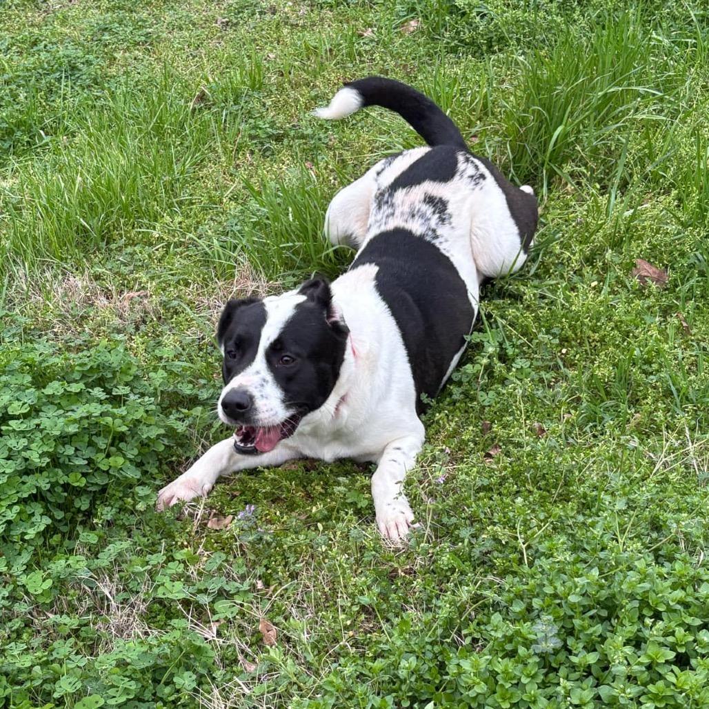 Enlarge Gia D46087, a Adoptable mixed breed in Corsicana, TX image 2/3