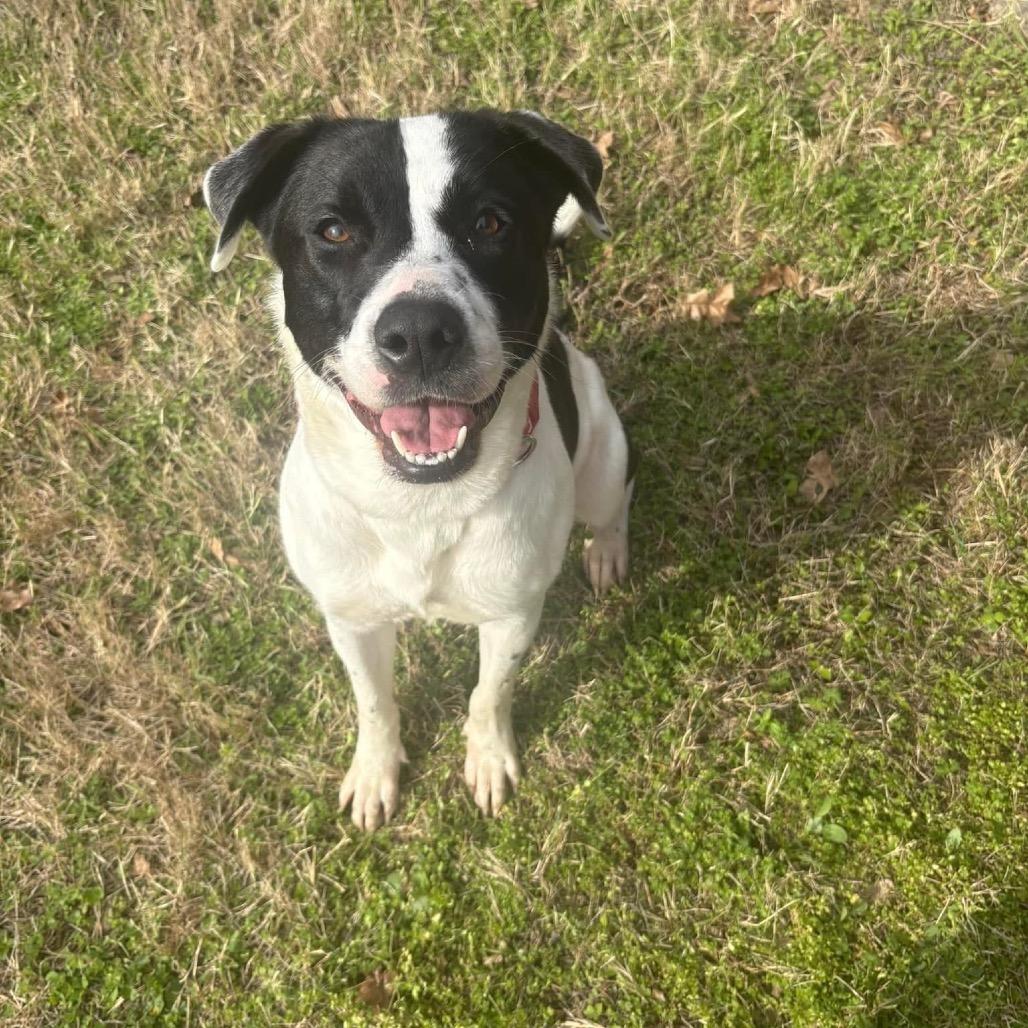 Enlarge Gia D46087, a Adoptable mixed breed in Corsicana, TX image 3/3