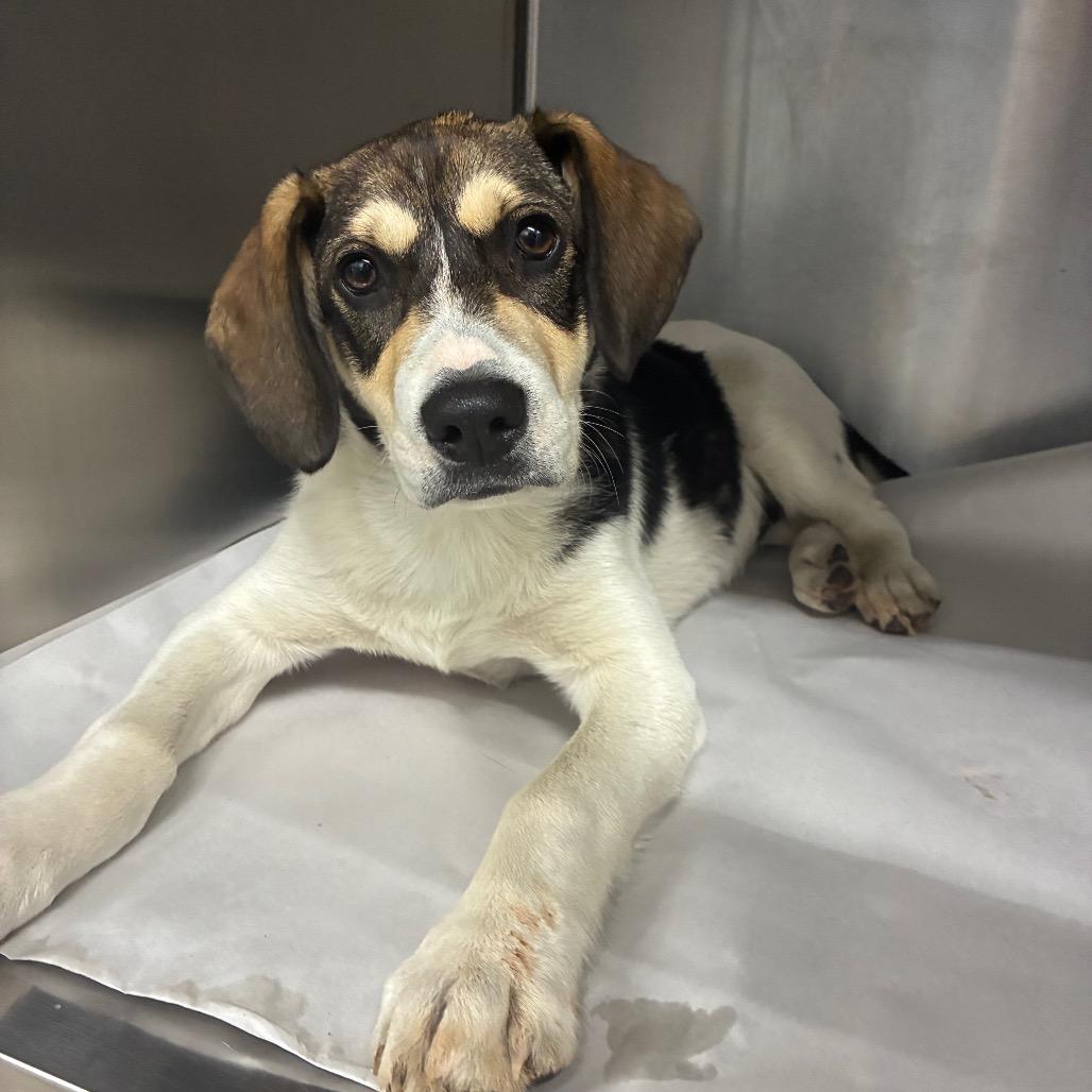 Oscar, Adoptable, Puppy Male Beagle.