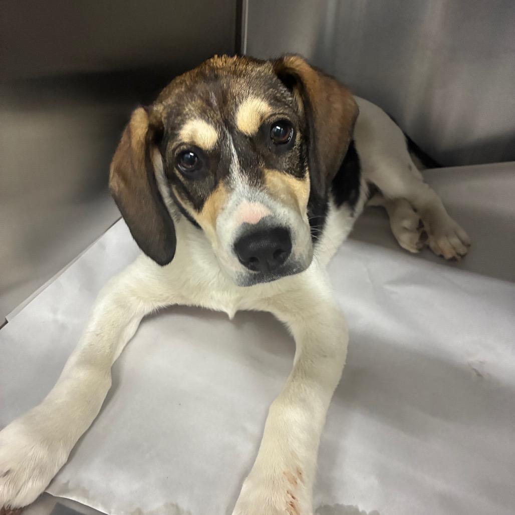 Oscar, a Adoptable Beagle in Corbin, KY image 2/2