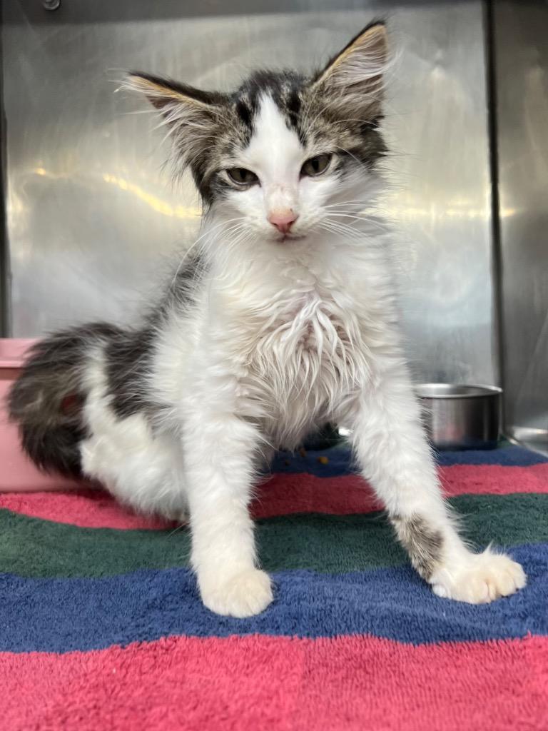 Barnabee, Adopted, Young Male Domestic Medium Hair.