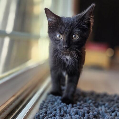 Truffles, Adoptable, Young Female Domestic Medium Hair.