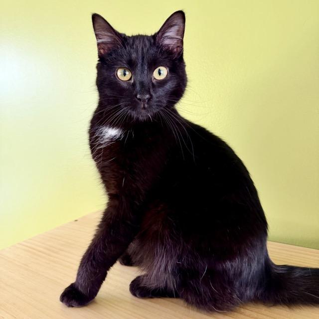 Enlarge Truffles, a Adoptable Domestic Medium Hair in Fishers, IN image 2/6