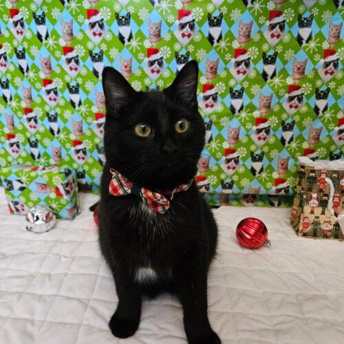 Enlarge Truffles, a Adoptable Domestic Medium Hair in Fishers, IN image 3/5