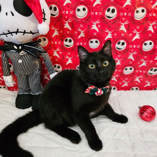 Enlarge Truffles, a Adoptable Domestic Medium Hair in Fishers, IN image 4/5