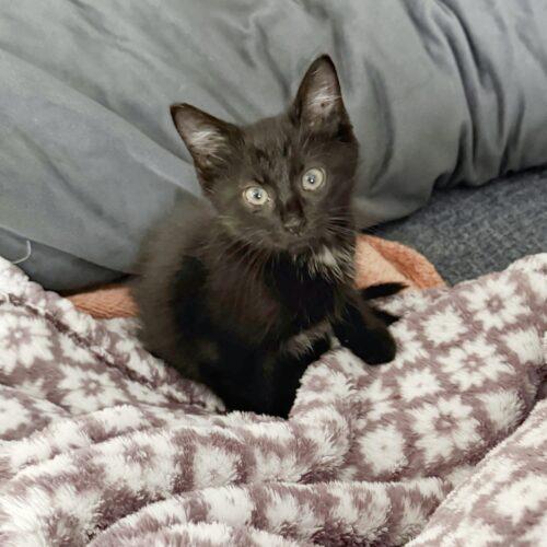 Enlarge Truffles, a Adoptable Domestic Medium Hair in Fishers, IN image 5/5