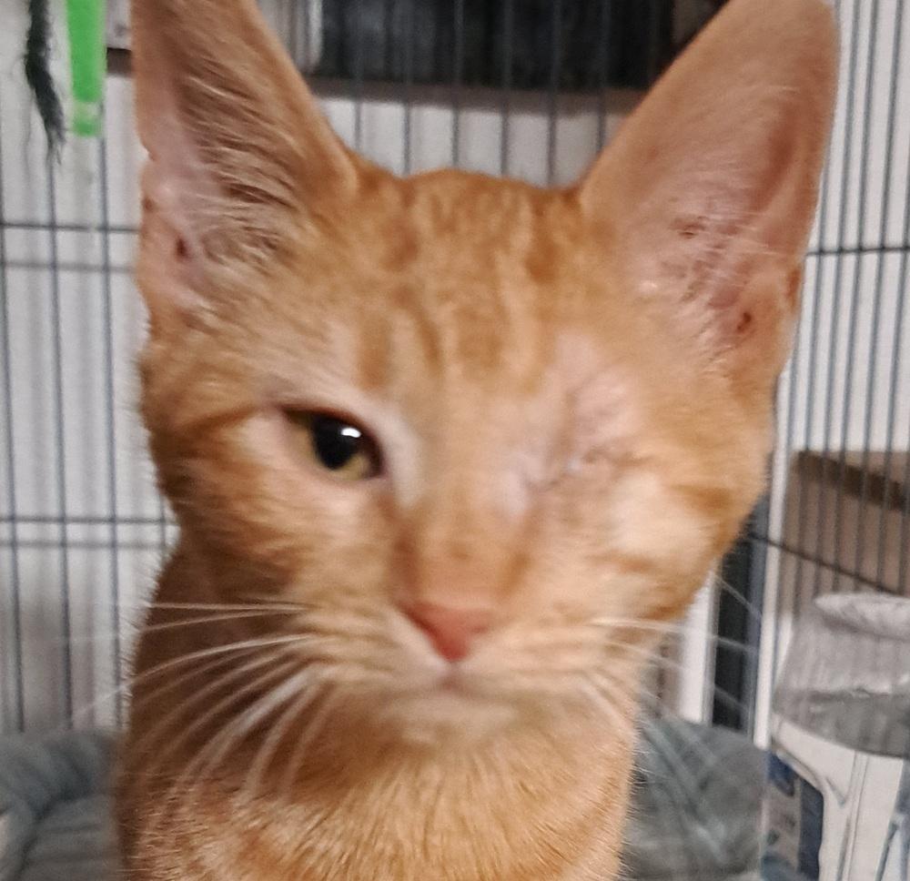 Hay Hay, Adoptable, Kitten Male Domestic Short Hair & Domestic Short Hair.