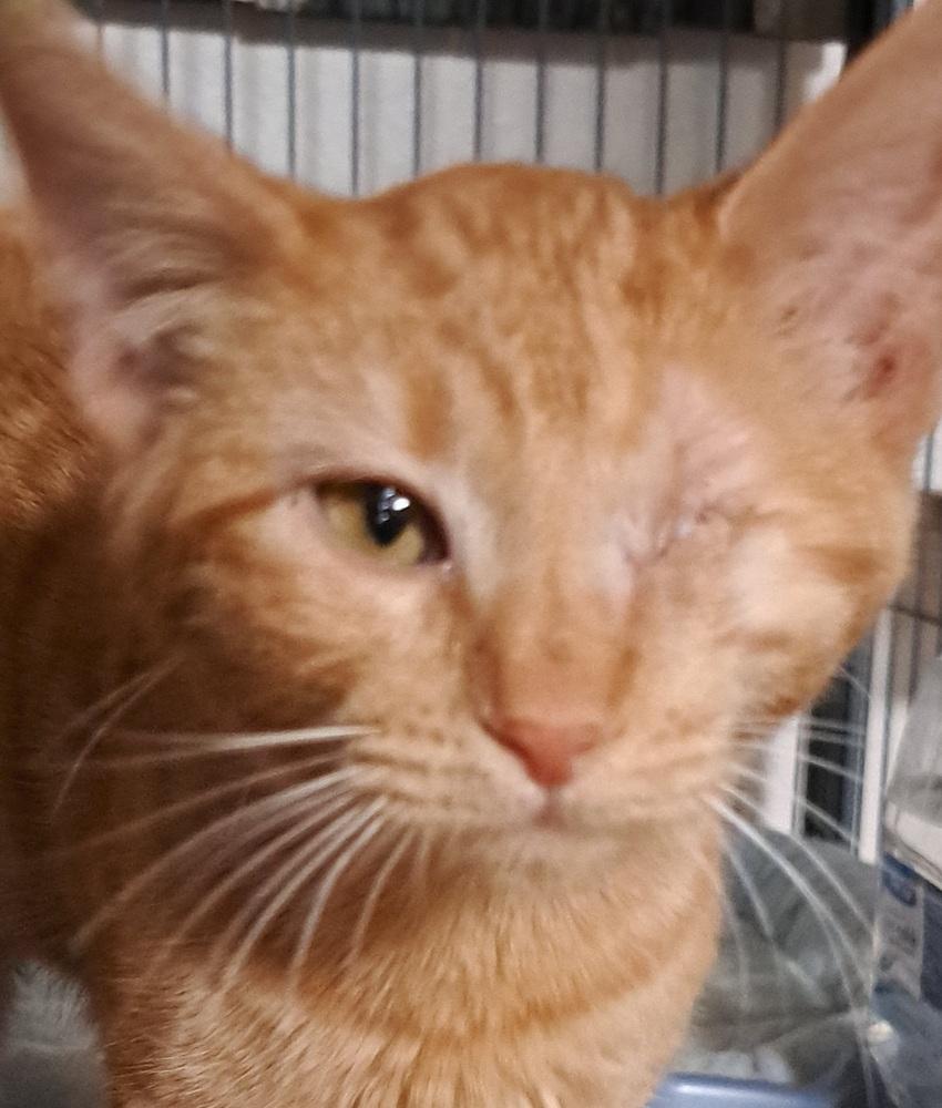 Enlarge Hay Hay, a Adoptable mixed breed in Moses Lake, WA image 2/3