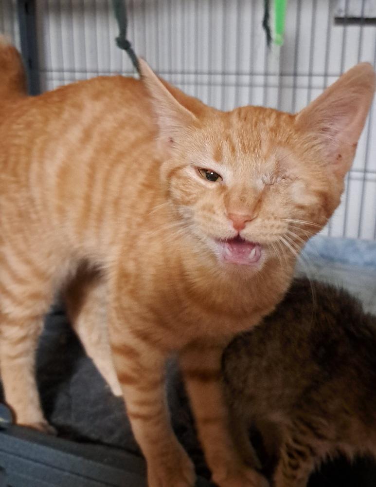 Enlarge Hay Hay, a Adoptable mixed breed in Moses Lake, WA image 3/3