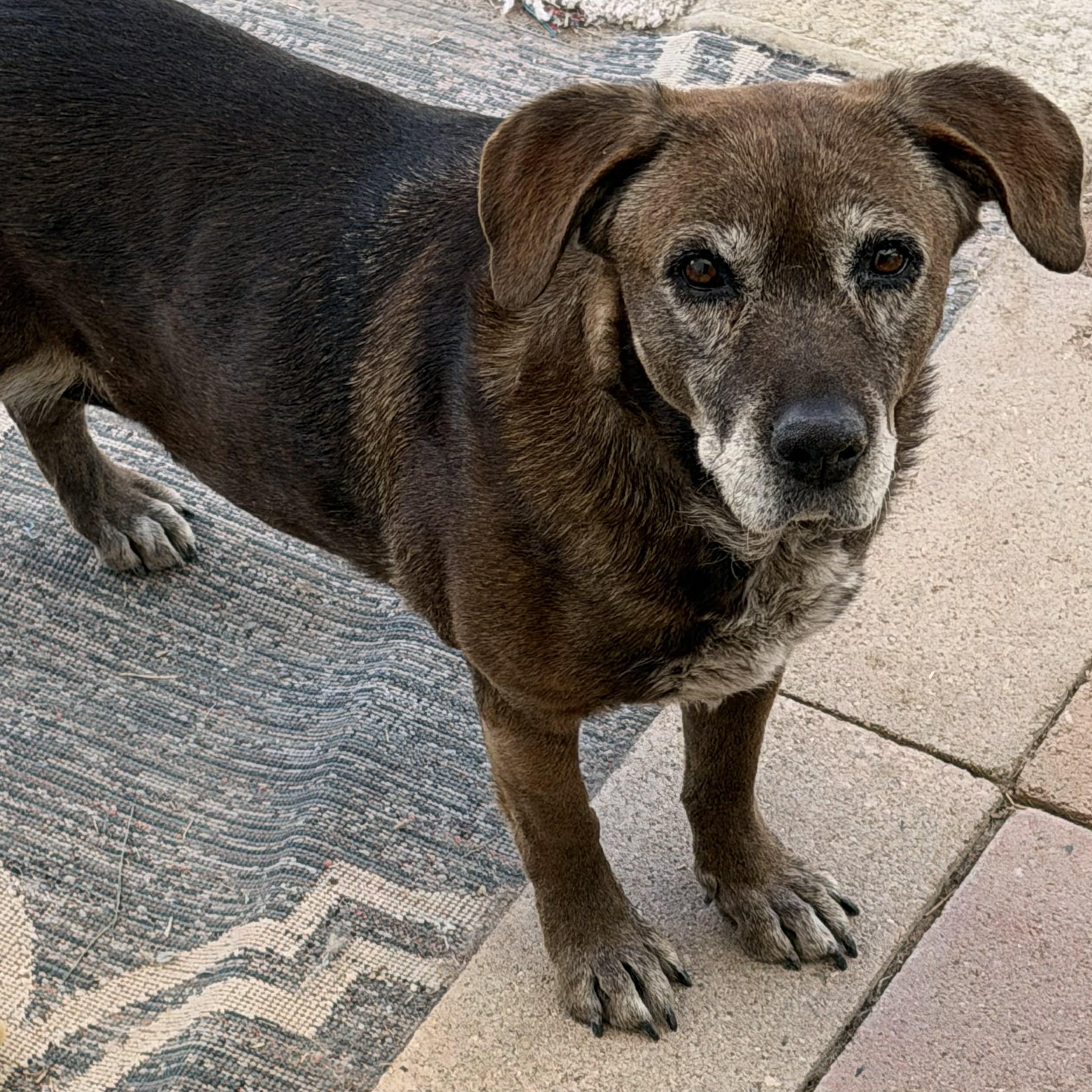 Angel aka Fox B, ADOPTABLE, Adult Female Hound & Chocolate Labrador Retriever.