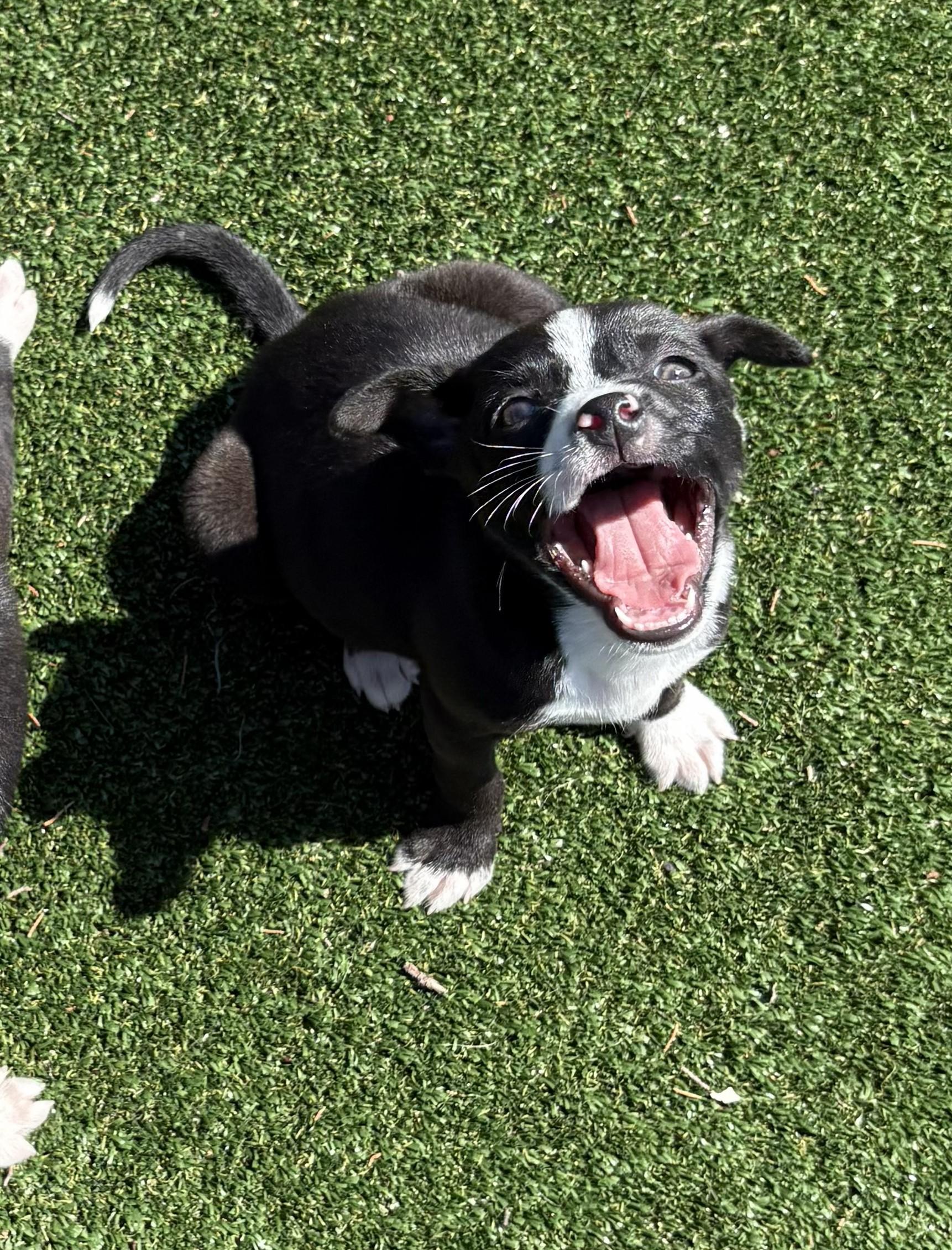 Sunny D, a Adoptable mixed breed in Gallatin, TN image 2/4