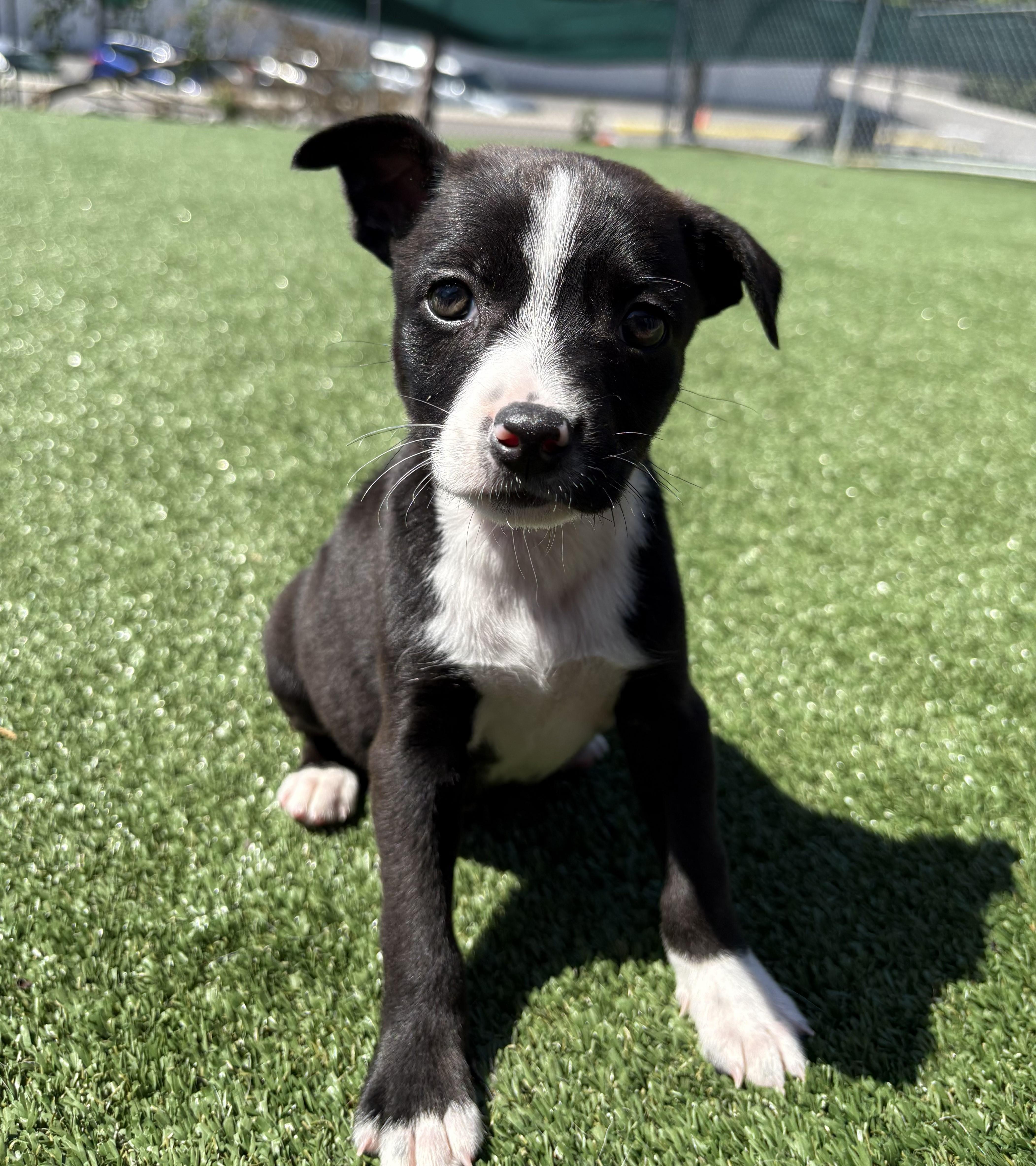 Sunny D, Adoptable, Puppy Female Boston Terrier & Chihuahua.