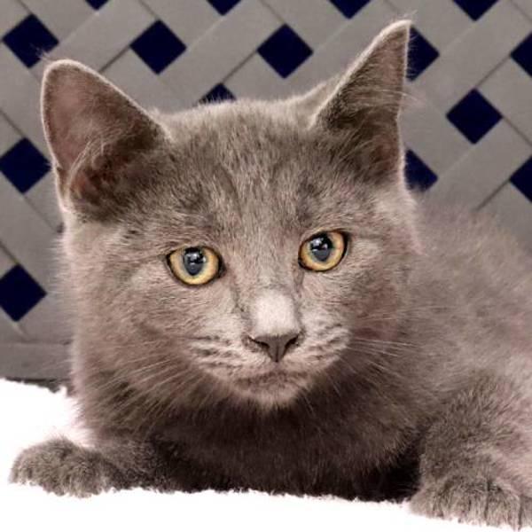 Enlarge Kira, a Adoptable mixed breed in Fort Davis, TX image 1/2