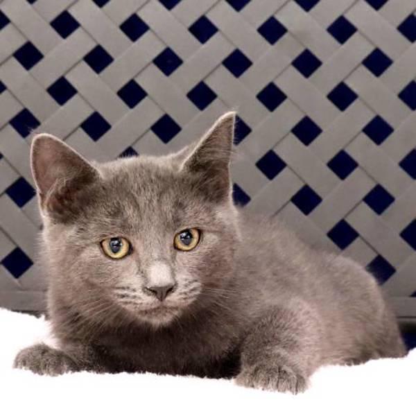 Enlarge Kira, a Adoptable mixed breed in Fort Davis, TX image 2/2