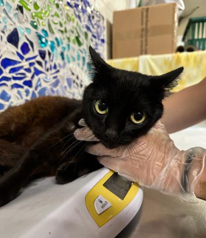 GUMMI BEAR, Adoptable, Adult Female Domestic Short Hair.