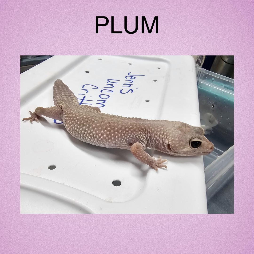 Plum, Adult Female unknown