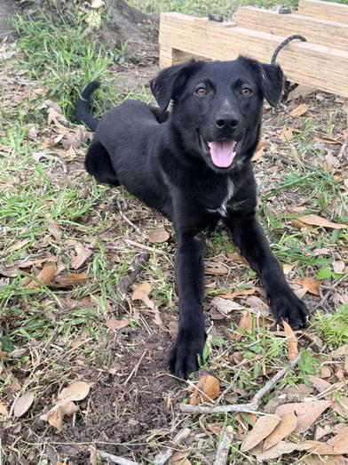 Piglet — thumbnail 2