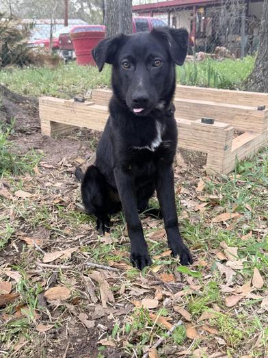 Piglet — thumbnail 3