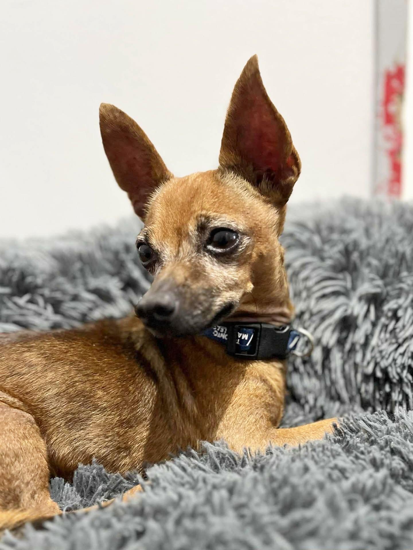 Bruno, a Adoptable Chihuahua in Newmarket, ON image 1/6