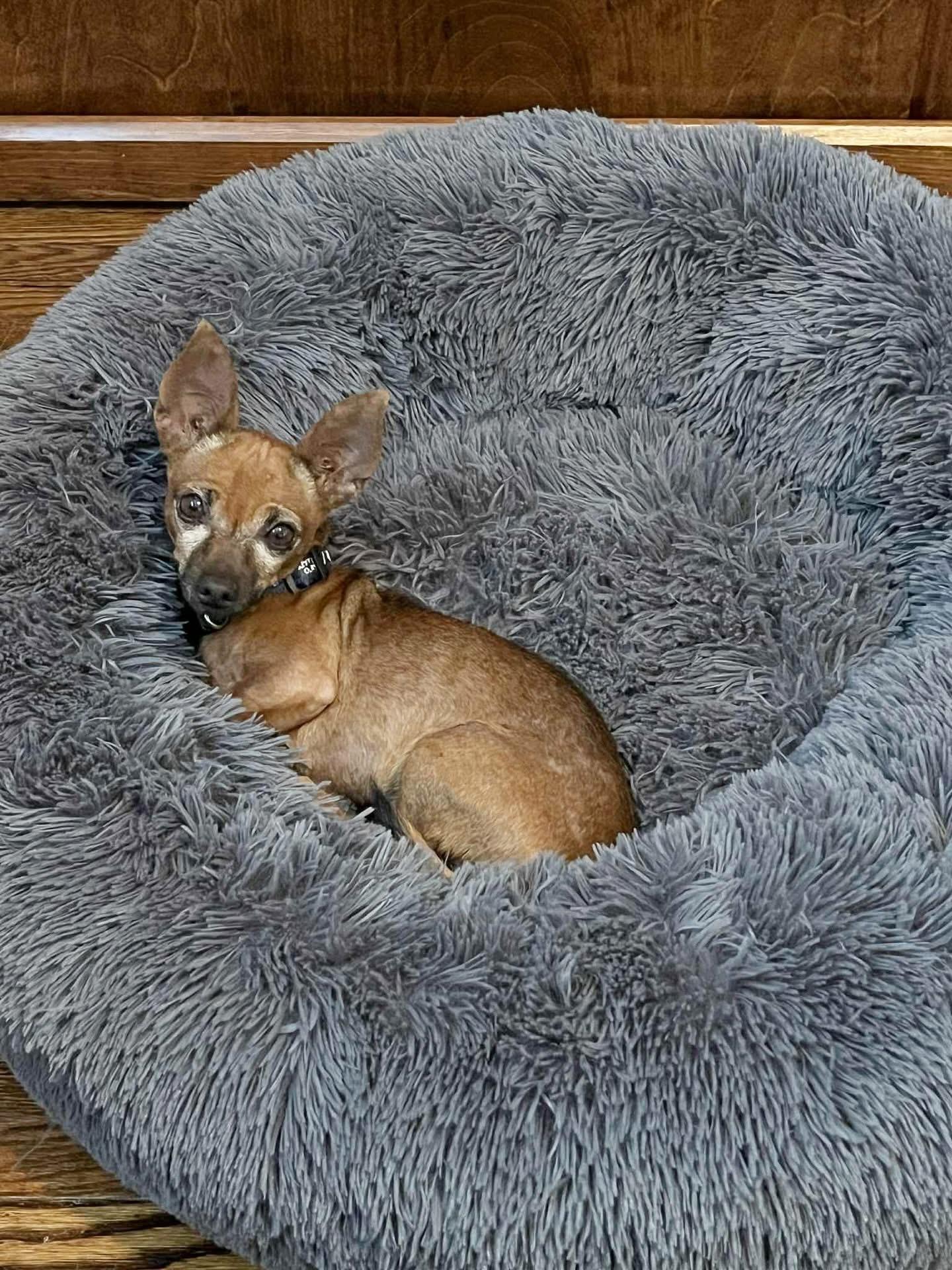 Bruno, a Adoptable Chihuahua in Newmarket, ON image 2/6