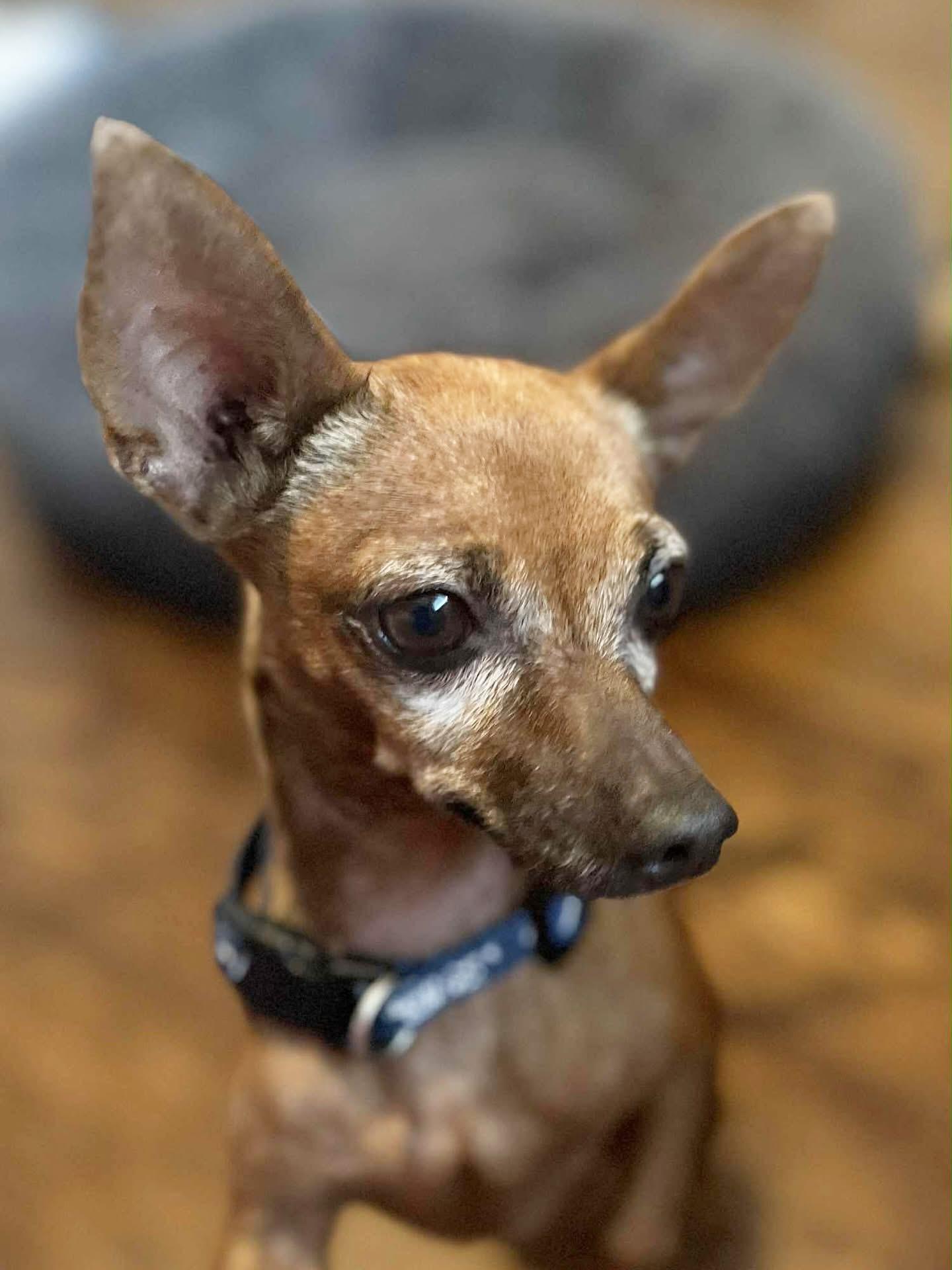 Bruno, a Adoptable Chihuahua in Newmarket, ON image 3/6