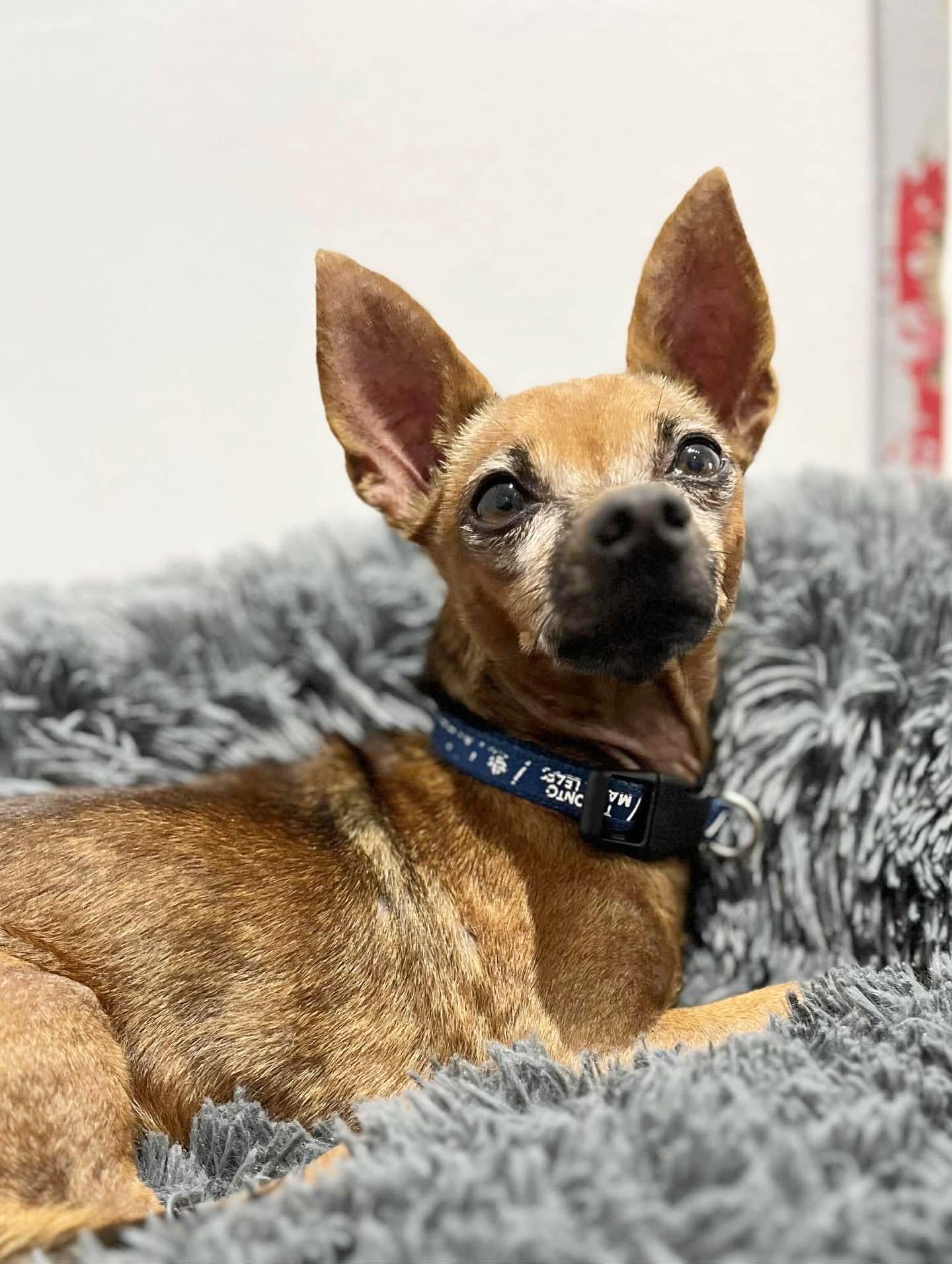 Bruno, a Adoptable Chihuahua in Newmarket, ON image 5/6