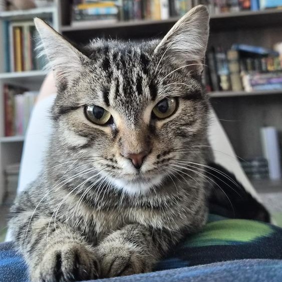 Enlarge Sandy (FELV+), a ADOPTABLE Domestic Short Hair in Brattleboro, VT image 2/3