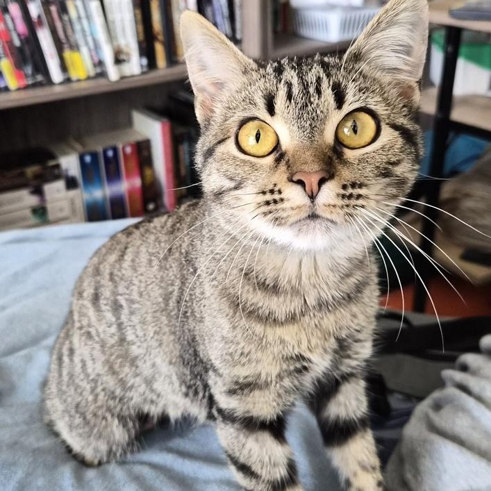 Enlarge Sandy (FELV+), a ADOPTABLE Domestic Short Hair in Brattleboro, VT image 1/3