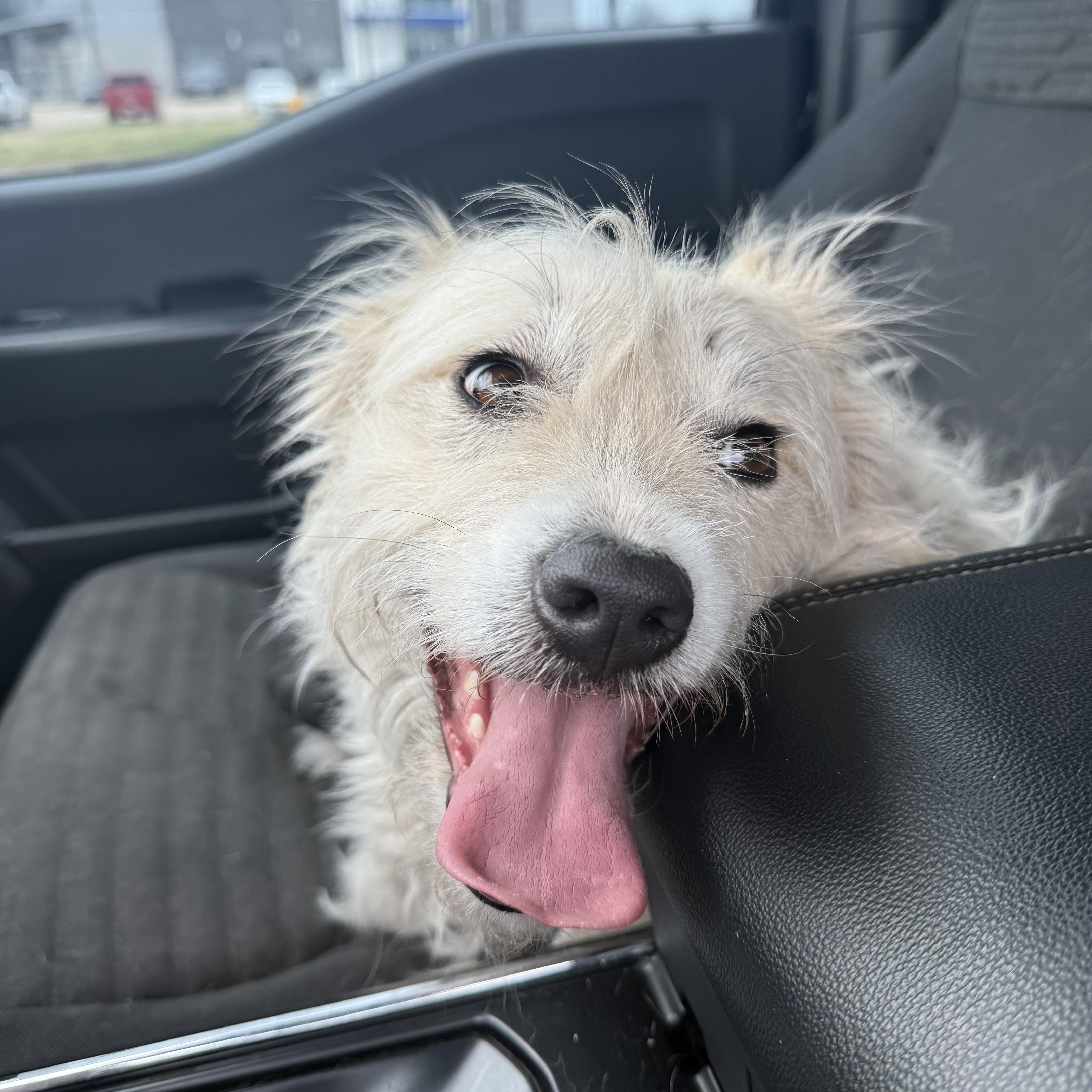 Nugget — thumbnail 5