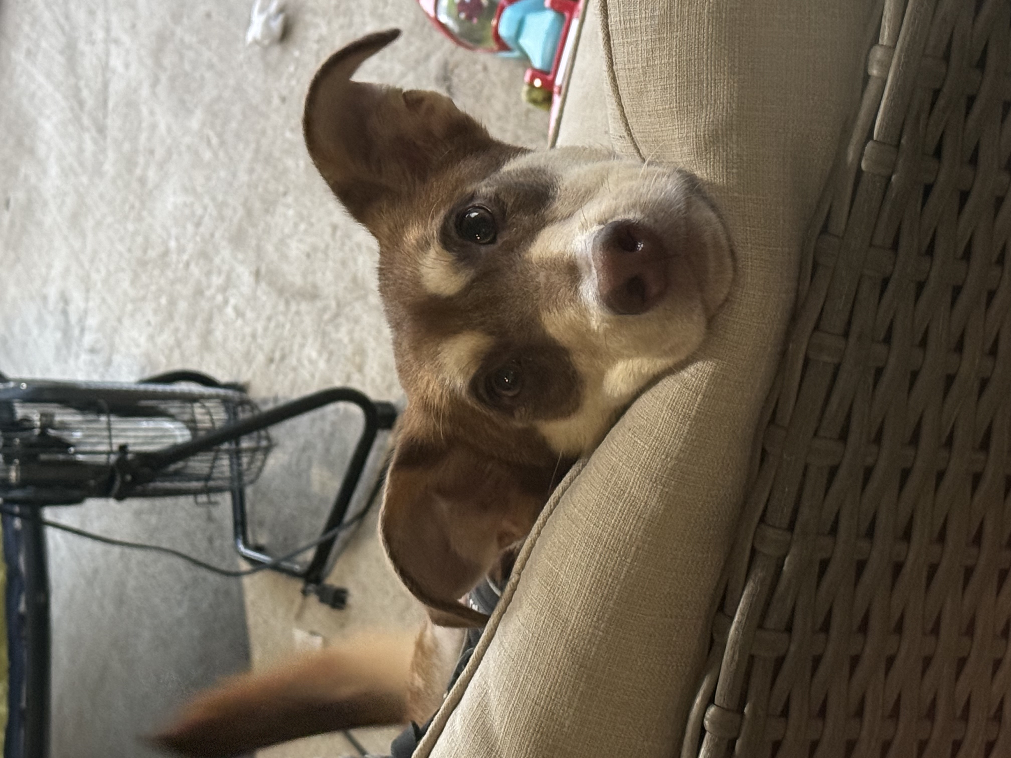 Dog for adoption Moose, a Mixed Breed in Peoria, IL Petfinder